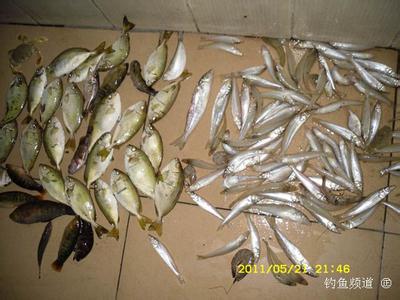 海钓滩钓沙尖串钩绑法 滩钓沙尖，坠落泥猛