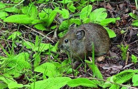 大足鼠 黑腹绒鼠