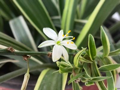 吊兰居然有这么多种 吊兰居然有这么多种 这些“大老虎”居然留下这么多“警句”?