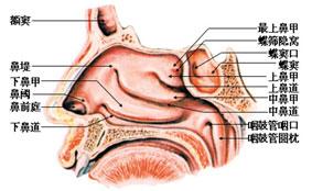 鼻炎治疗过程 图解鼻炎的产生过程