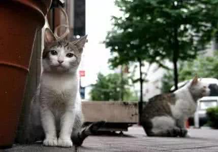 生活中不知道的小秘密 23个可能连猫奴都不知道的猫咪小秘密?!