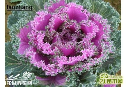 桑叶牡丹的养殖方法 羽衣甘蓝(叶牡丹)的养殖方法
