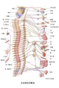 自主神经系统功能衰退 人的自主神经系统  