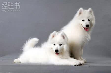 适合萨摩耶吃的狗粮 萨摩耶吃什么狗粮好