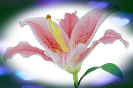 绽放在心灵深处的花 【经典名言荟萃】740  绽放的心灵显真正美丽；惬意的