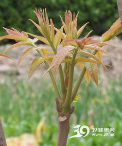 香椿头的营养 香椿头的营养 营养从“头”说起