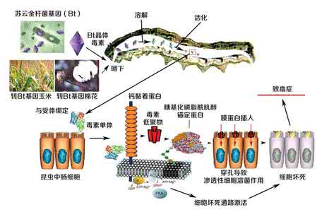 转基因生物的安全性 转基因生物的安全性 专题4转基因生物的安全性