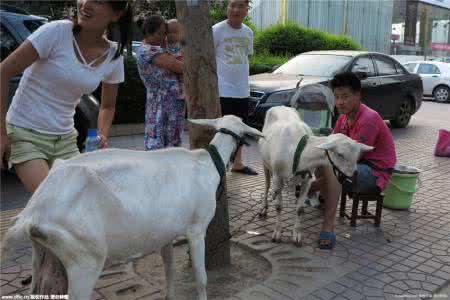 羊奶的食用方法 羊奶的食用方法 牵羊进城现挤现卖羊奶 专家提醒食用需谨慎