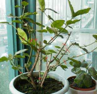 多肉叶片萎缩 茉莉花枝弱花少叶片萎小咋办?茉莉养殖之修剪篇——“重剪”