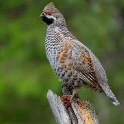 花尾榛鸡养殖基地 花尾榛鸡