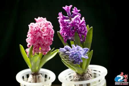 风信子什么时候开花 风信子花期 风信子开花后怎么处理 什么时候是风信子的花期