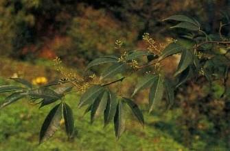 中草药图谱大全 pdf版 精选中草药图谱大全（十）