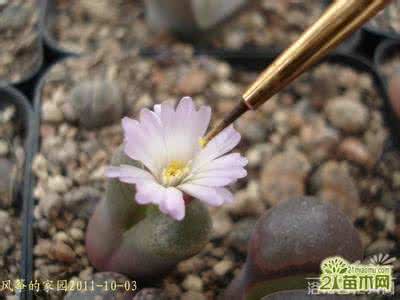 生石花授粉 生石花的授粉取种到苗期管理
