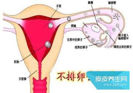 女生不排卵的原因 女生不排卵的原因 常与三疾病有关