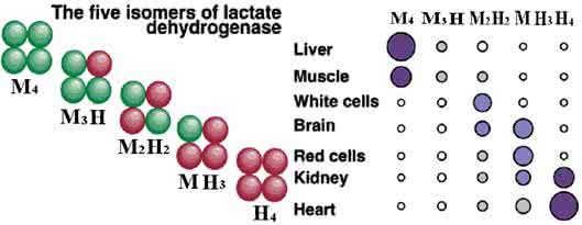 乳酸脱氢酶偏高的原因 乳酸脱氢酶 这些因素会导致乳酸脱氢酶偏高