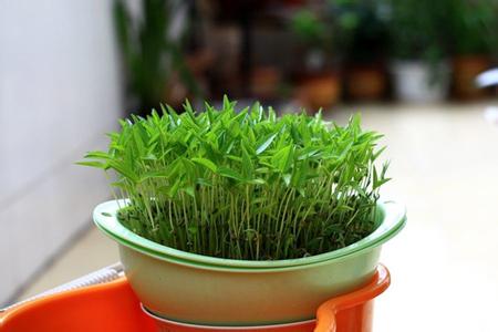 水培增氧 水培植物如何增氧