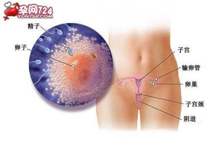 孕初期子宫增大的感觉 怀孕初期子宫会增大吗?