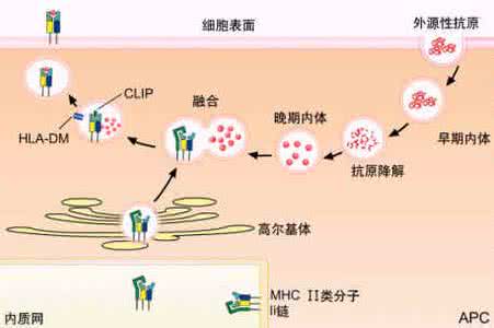 主要组织相容性抗原 主要组织相容性复合体