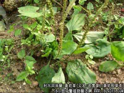 草河车的功效与作用 草河车 草河车图片_草河车的功效与作用