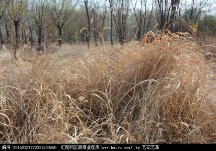 繁华落地成霜 繁华落地，凋零的疼痛在荒草里漫延