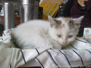 麒麟猫多少钱一只 麒麟猫多少钱一只 哪个国家曾遣使向明成祖进献过一只“麒麟”?