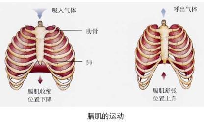 呼吸系统 呼吸系统的进化  爬行类借肋骨笼的扩张，使空气吸入肺内  