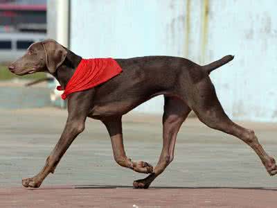 魏玛犬怎么养 怎么预防魏玛犬生病