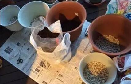 兰花烂根怎么处理 盆底垫点这个东西，花10年都不会烂根！