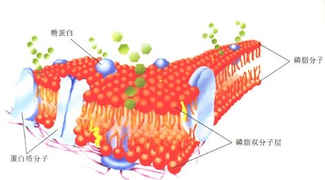 细胞膜的功能 细胞膜