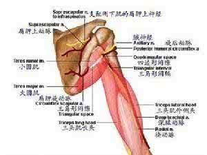 股四头肌肌腱损伤治疗 肌腱损伤 肌腱损伤是怎么样的情况