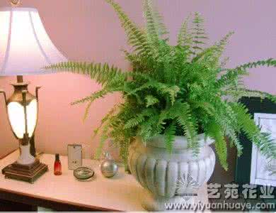 蕨类植物怎么浇水 蕨类植物夏季怎么浇水？