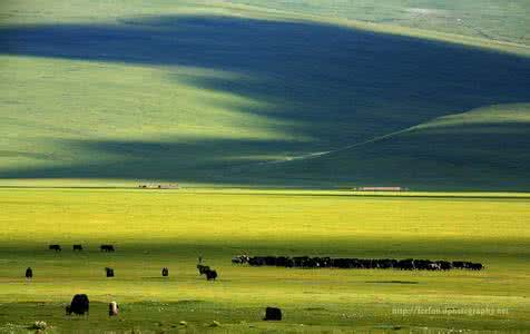 中国最美丽的草原 中国最美丽的十大草原