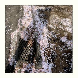 一粒种子睡在泥土里 落在春的泥土里 【一粒种子,落在泥土里比落在金堆上幸福】