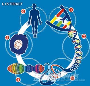 大脑寿命 6妙招可提高大脑寿命