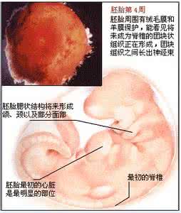 怀孕一个月胎儿图b超 怀孕一个月胎儿多大