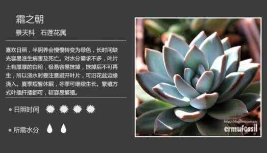 多肉植物名字对照图 干货!所有多肉植物名字对照图都在这里了
