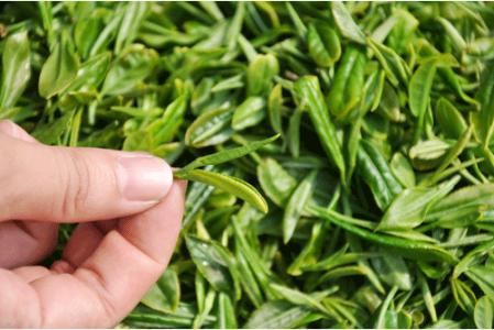 新茶放多久 为什么新茶要放一段时间再喝？