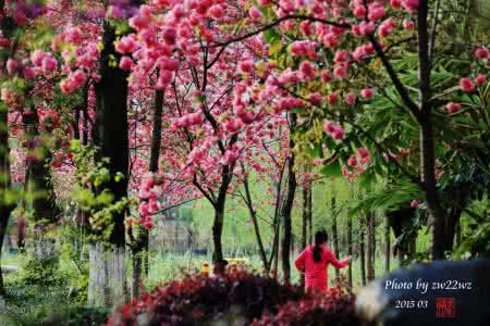 花儿绽放 创始人 人随花儿绽落