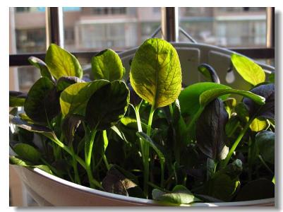 阳台种大白菜 阳台种菜3：3、秋播大白菜