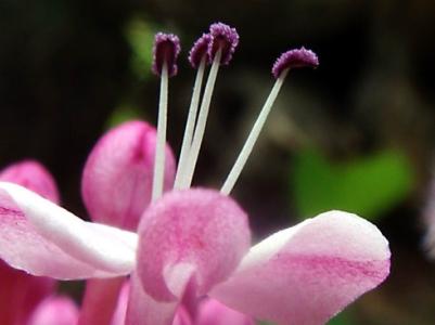 一朵小花教案 教你一朵小花愿你能喜欢