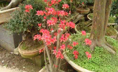 腊梅花嫁接视频 腊梅花嫁接视频 【腊梅花的嫁接】腊梅花怎么嫁接