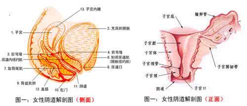 女人'做什么运动缩阴 阴道如何缩紧