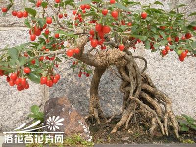 枸杞盆景制作方法 枸杞盆景悬根的制作培育
