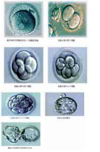 试管胚胎等级与成功率 试管胚胎等级与成功率 移植不同等级的胚胎对试管成功率的影响