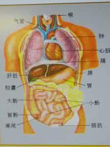 心脏在左边还是右边 心脏左边还是右边？