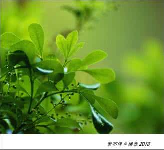 人生的况味 人生的况味 (王泉根)