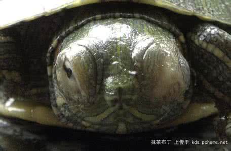 家养巴西龟怎么过冬 巴西龟过冬 南方巴西龟怎么过冬？