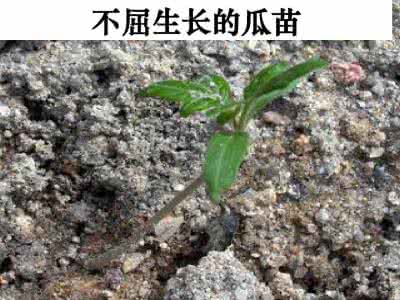 四年级语文下册单元同步练习：19.生命 生命