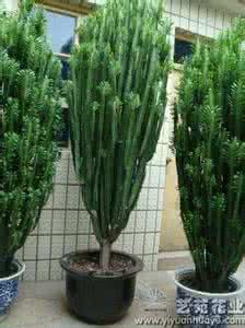 龙骨花与量天尺花区别 龙骨花图片 龙骨花:原名量天尺,龙骨花图片,龙骨花的养殖方法