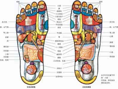 耳朵反射区全息图 人体部位全息图和反射图！【19P】